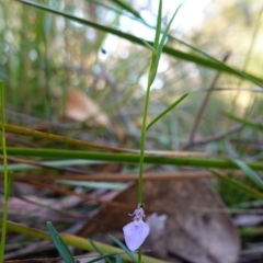 Pigea vernonii subsp. vernonii at Hyams Beach, NSW - 3 Aug 2023