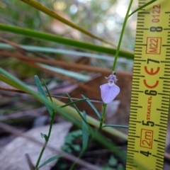 Pigea vernonii subsp. vernonii at Hyams Beach, NSW - 3 Aug 2023