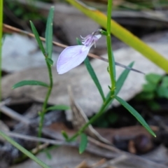 Pigea vernonii subsp. vernonii at Hyams Beach, NSW - 3 Aug 2023 04:01 PM