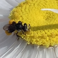 Tetragonula carbonaria (Stingless bee) at Mount Annan, NSW - 30 Aug 2023 by JudeWright