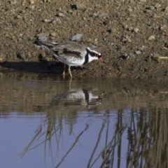 Charadrius melanops (Black-fronted Dotterel) at Whitlam, ACT - 3 Sep 2023 by Untidy
