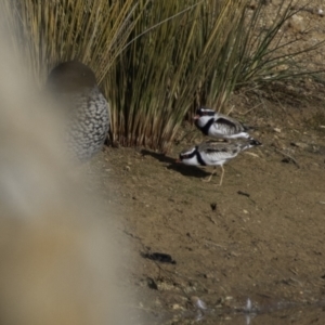 Charadrius melanops at Whitlam, ACT - 3 Sep 2023