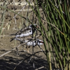 Charadrius melanops at Whitlam, ACT - 3 Sep 2023