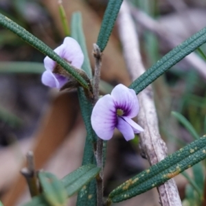 Hovea linearis at Hyams Beach, NSW - 3 Aug 2023 04:18 PM