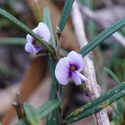 Hovea linearis (Narrow-leaved Hovea) at Hyams Beach, NSW - 3 Aug 2023 by RobG1