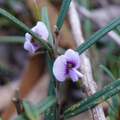 Hovea linearis (Narrow-leaved Hovea) at Jervis Bay National Park - 3 Aug 2023 by RobG1