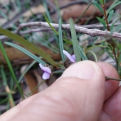 Hovea linearis at Hyams Beach, NSW - 3 Aug 2023