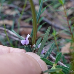 Hovea linearis at Hyams Beach, NSW - 3 Aug 2023 04:18 PM