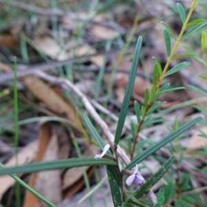 Hovea linearis at Hyams Beach, NSW - 3 Aug 2023 04:18 PM