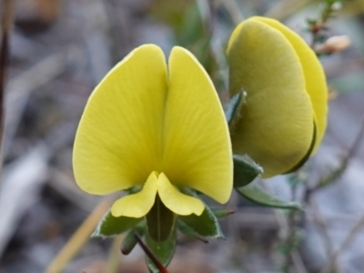 Gompholobium glabratum (Dainty Wedge Pea) at Hyams Beach, NSW - 3 Aug 2023 by RobG1