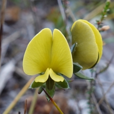 Gompholobium glabratum (Dainty Wedge Pea) at Jervis Bay National Park - 3 Aug 2023 by RobG1