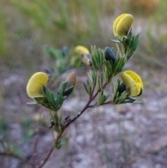 Gompholobium glabratum at Hyams Beach, NSW - 3 Aug 2023