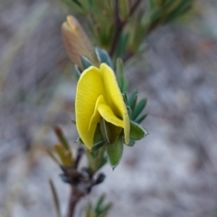 Gompholobium glabratum at Hyams Beach, NSW - 3 Aug 2023