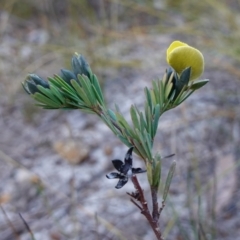 Gompholobium glabratum at Hyams Beach, NSW - 3 Aug 2023