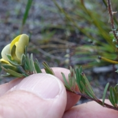 Gompholobium glabratum at Hyams Beach, NSW - 3 Aug 2023