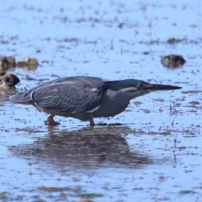 Butorides striata (Striated Heron) at Wellington Point, QLD - 31 Aug 2023 by TimL