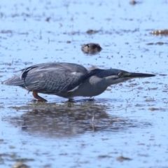 Butorides striata at Wellington Point, QLD - 31 Aug 2023