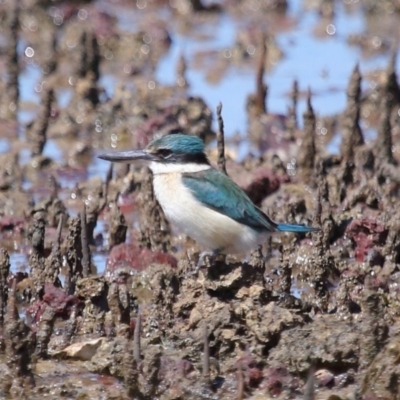 Todiramphus sanctus (Sacred Kingfisher) at Wellington Point, QLD - 31 Aug 2023 by TimL