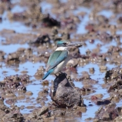 Todiramphus sanctus at Wellington Point, QLD - 31 Aug 2023 12:49 PM