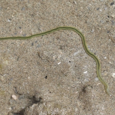 Australonuphis parateres at Wellington Point, QLD - 31 Aug 2023 by TimL