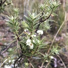 Melichrus urceolatus (Urn Heath) at Mulligans Flat - 27 Aug 2023 by KorinneM