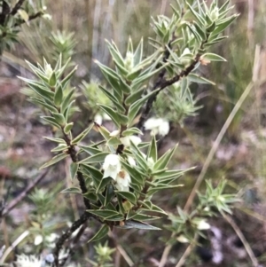 Melichrus urceolatus at Gungahlin, ACT - 27 Aug 2023 04:31 PM