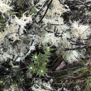 Usnea sp. (genus) at Gungahlin, ACT - 27 Aug 2023