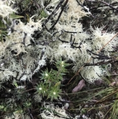 Usnea sp. (Bearded lichen) at Gungahlin, ACT - 27 Aug 2023 by KorinneM