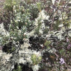 Usnea sp. (genus) at Gungahlin, ACT - 27 Aug 2023 04:31 PM