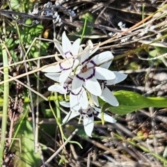 Wurmbea dioica subsp. dioica (Early Nancy) at Hawker, ACT - 3 Sep 2023 by sangio7