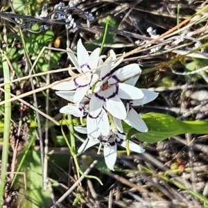 Wurmbea dioica subsp. dioica at Hawker, ACT - 3 Sep 2023