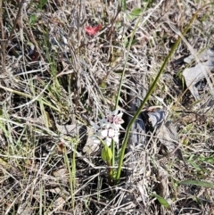 Wurmbea dioica subsp. dioica at Hawker, ACT - 3 Sep 2023