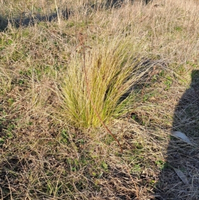 Nassella trichotoma (Serrated Tussock) at Fadden, ACT - 3 Sep 2023 by LPadg