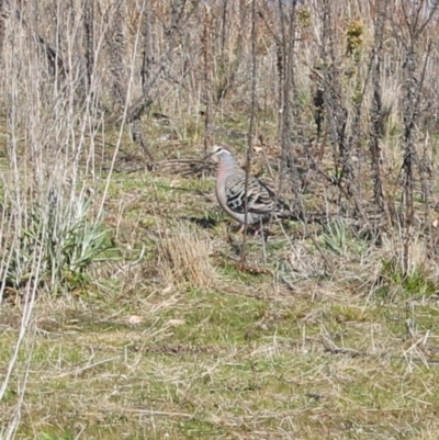 Phaps chalcoptera (Common Bronzewing) at Fadden, ACT - 3 Sep 2023 by LPadg