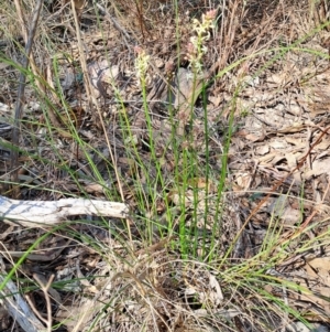 Stackhousia monogyna at Tuggeranong, ACT - 3 Sep 2023 03:37 PM