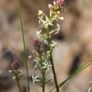 Stackhousia monogyna at Tuggeranong, ACT - 3 Sep 2023