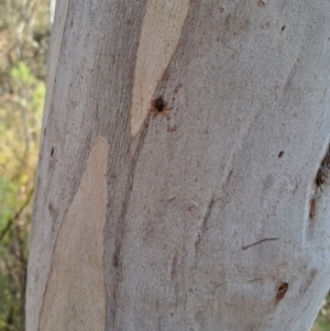 Euryopis umbilicata at Tuggeranong, ACT - 3 Sep 2023 03:23 PM