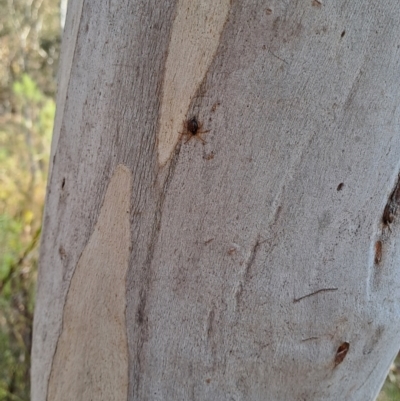 Euryopis umbilicata (Striped tick spider) at Tuggeranong, ACT - 3 Sep 2023 by LPadg
