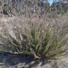 Kunzea parvifolia (Violet Kunzea) at Tuggeranong, ACT - 3 Sep 2023 by LPadg