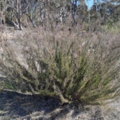 Kunzea parvifolia (Violet Kunzea) at Wanniassa Hill - 3 Sep 2023 by LPadg