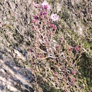 Kunzea parvifolia at Tuggeranong, ACT - 3 Sep 2023