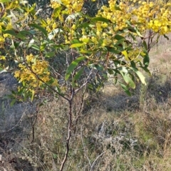 Acacia pycnantha (Golden Wattle) at Tuggeranong, ACT - 3 Sep 2023 by LPadg