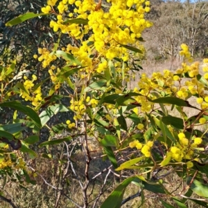 Acacia pycnantha at Tuggeranong, ACT - 3 Sep 2023