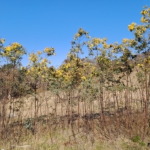 Acacia dealbata subsp. dealbata at Tuggeranong, ACT - 3 Sep 2023
