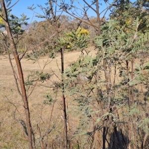 Acacia dealbata subsp. dealbata at Tuggeranong, ACT - 3 Sep 2023