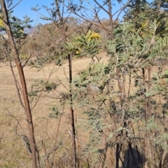 Acacia dealbata subsp. dealbata at Tuggeranong, ACT - 3 Sep 2023