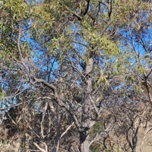 Acacia melanoxylon at Tuggeranong, ACT - 3 Sep 2023
