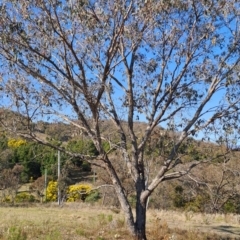 Eucalyptus nortonii (Mealy Bundy) at Wanniassa Hill - 3 Sep 2023 by LPadg