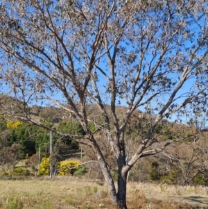 Eucalyptus nortonii at Tuggeranong, ACT - 3 Sep 2023 02:51 PM