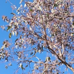 Eucalyptus nortonii at Tuggeranong, ACT - 3 Sep 2023